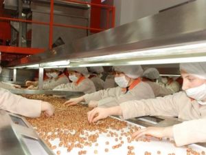 Fındıkta tüm zamanların rekoru kırıldı