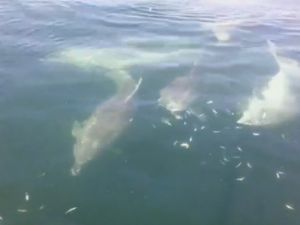 Sevimli yunuslar böyle görüntülendi