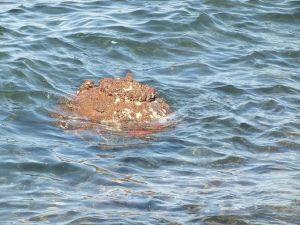 İzmir kıyılarına vuran esrarengiz mayın