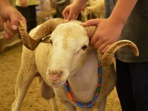 Pazarda kurbanlık çok, alıcı yok