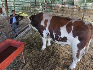 Otomobil fiyatına kurbanlık boğa