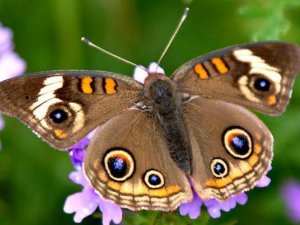 Rize ‘kelebek istilasını’ konuşuyor