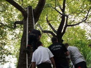 Ağaçtan inmeyen kediyi itfaiye de kurtaramadı