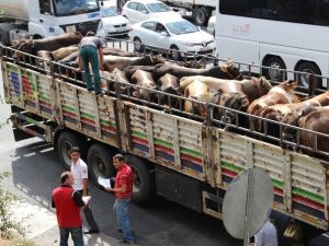 Kurbanlıklar Çamlıca gişelerinden giriş yaptı
