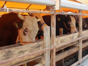 Teknoloji kurbanlığa da el attı