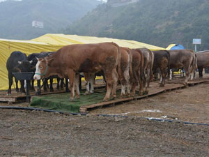 Trabzon Kurban Bayramına hazırlanıyor