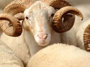 Kurban keseceklere bıçak uyarısı!