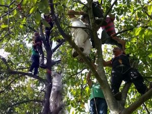 Çıktığı ceviz ağacında bayılınca...