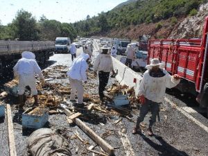 Kaza yapan araçtaki arılar dehşet saçtı