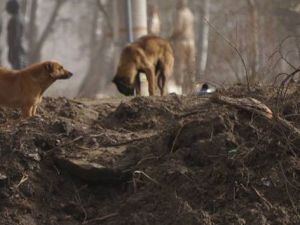 Sahipsiz köpekler Amerika’ya gönderildi