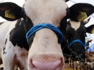 Satıcılar kurbanlıkları için gece gündüz nöbette