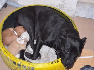 Köpekten insanlık dersi