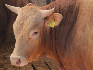 Kurbanlık alırken bunlara dikkat !