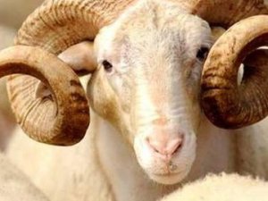 Kurbanlar şehitler için kesilecek