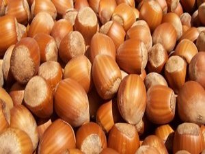 Kaliteli fındık yemek istiyorsanız kurutun