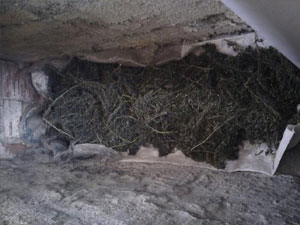 Trabzon'da Jandarma Esrara geçit vermedi