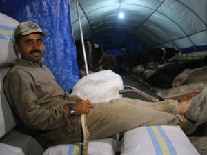 Öğretmenliğe atanamadı, kurbanlık satıyor