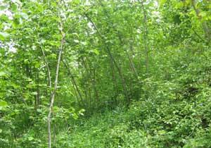 Ölüm Fındık Tarlasında Yakaladı