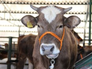 Büyükbaş hayvan sayısı açıklandı