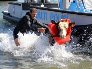 İnek can yeleği giydirilerek kurtarıldı