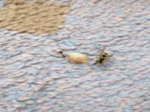 Karınca ile arının ekmek kavgası