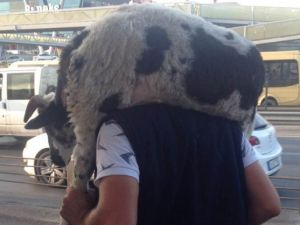 Metrobüste kurbanlık koçla seyahat etti