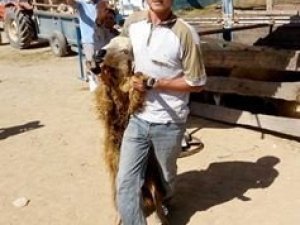 Kaçan Kurbanlıklar Sahiplerine Zor Anlar Yaşattı
