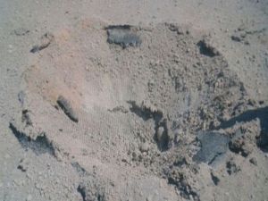 Asfalta yerleştirilmiş patlayıcı bulundu