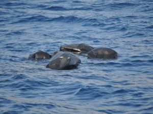 Kaçakların botuna yük gemisi çarptı: 13 ölü, 5 kayıp