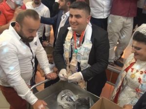 Damat hamsi ayıkladı