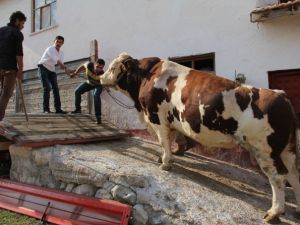 2 tonluk boğa satıldı