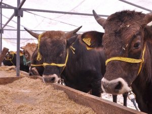 Trabzon'dan kurbanlık uyarısı!