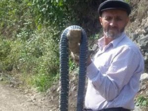 3 metrelik yılan görenleri şaşırttı