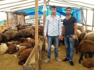 Her şey başlık parasını toplamak için