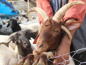 4 boynuzlu koç ilgi odağı oldu