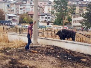 Kaçan manda ortalığı birbirine kattı