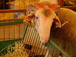 İslam alemi Kurban Bayramını kutluyor