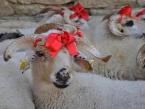 44 şehit için 44 koç kesildi