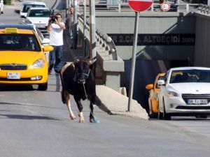Kurbanlıklar kaçtı, sahipleri kovaladı