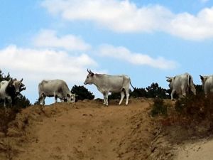 Boz inekler 3 yıl boyunca izlenecek