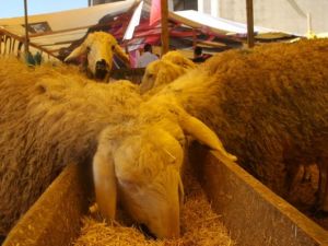 Kurban fiyatları düştü