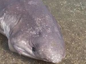 Muğla’da kıyıya vurdu !