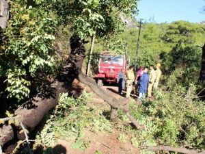 Üzerine ağaç devrilen işçi hayatını kaybetti