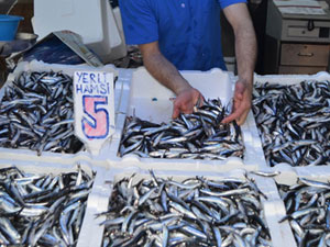 Trabzon'da palamut gitti hamsi geldi!