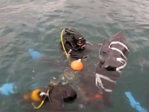 Haliç Köprüsünden ölüme atladı