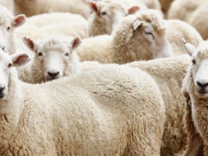 1.5 ton kurban eti çürüdü!