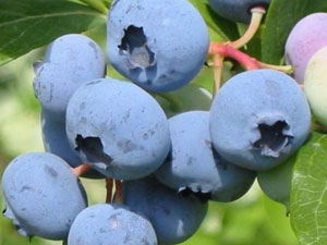 D.Karadeniz üzümsü meyvede gelişiyor