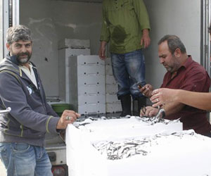 Hamsi umutlandırdı!