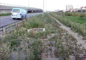 Trabzon kaldırımları bahçe oldu