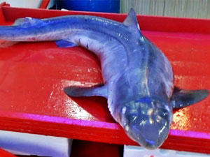 Karadeniz'de ağlara köpekbalıkları takıldı!